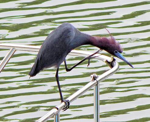 Wall Art featuring the photograph Where's My Fish? by Karen Stansberry
