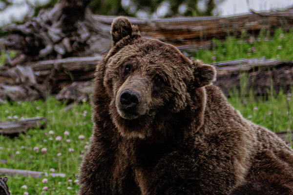 Wall Art featuring the photograph Whimsical Grizzly by Douglas Wielfaert