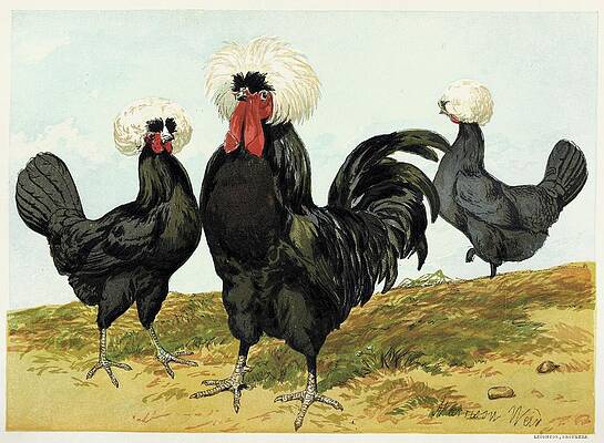 Chicken Painting - White Crested Black Polish by Harrison Weir