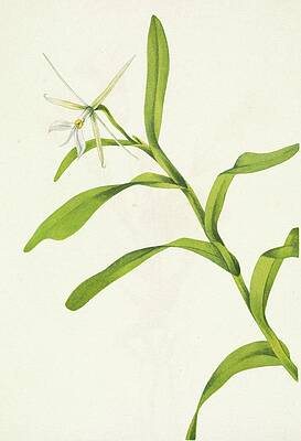 Insects Painting - White Epidendrum. Epidendrum Nocturnum by Mary Vaux Walcott