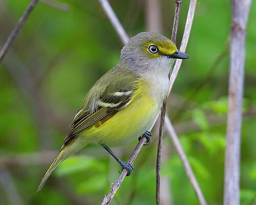 Wall Art featuring the photograph White Eyed by Jim E Johnson