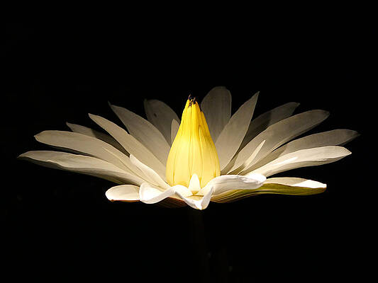 White Photograph - White Lily At Night by Richard Reeve