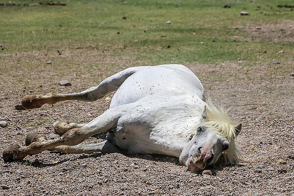Desert Wall Art featuring the photograph White Stallion Rolling On Sand by Dawn Richards