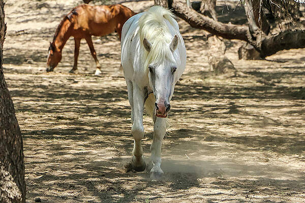 Desert Wall Art featuring the photograph White Stallion Walking by Dawn Richards