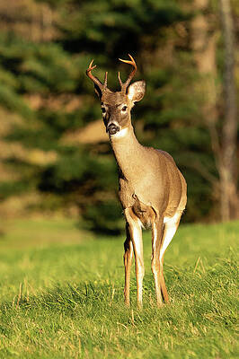 Wildlife Wall Art featuring the photograph White Tailed Deer 02 by Rob Narwid