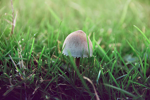 Organic Photograph - White Toadstool Hidden In The Grass by Scott Lyons