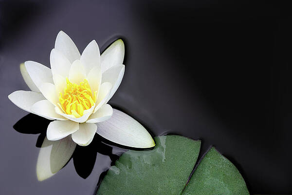 Elegant White Lotus on Still Water Wall Art