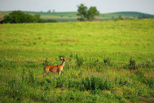 Wall Art featuring the photograph Whitetail Doe In Prairie Clover II by Jeff Phillippi