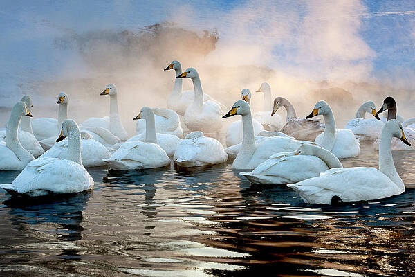 Flock of Swans in Misty Lake Wall Art