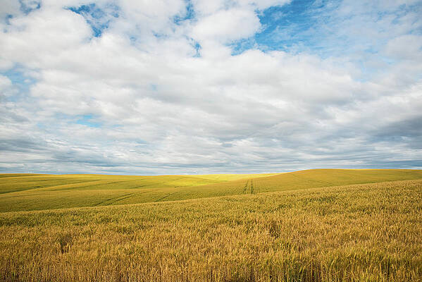Sky Wall Art featuring the photograph Wide Sky Rolling Wheat by Tom Cochran