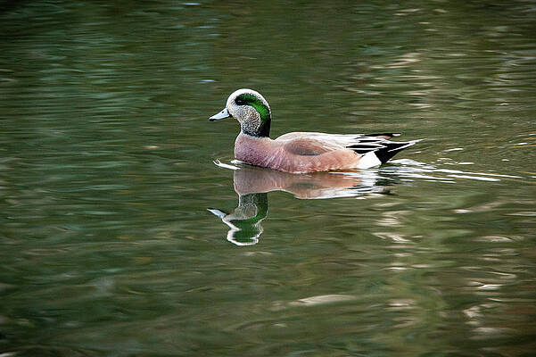 Nature Photograph - Widgeon Reflected by Jean Noren