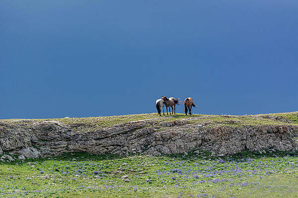 Wyoming Photograph - Wild Bachelor Stallions by Douglas Wielfaert