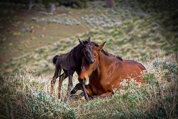 Wildlife Wall Art featuring the photograph Wild Mustang Newborn Foal And Mare by Waterdancer