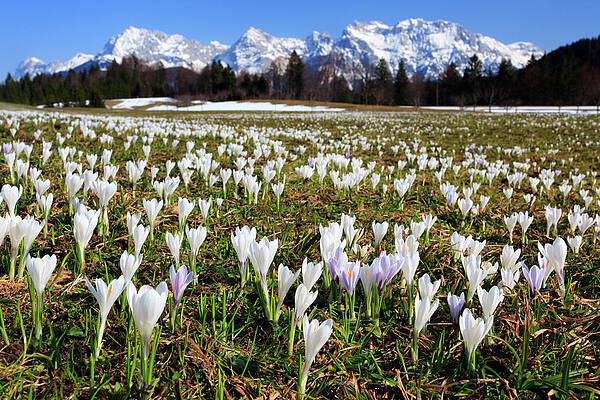 Germany Wall Art featuring the digital art Wild Crocus, Bavaria, Germany by Bernd Rommelt