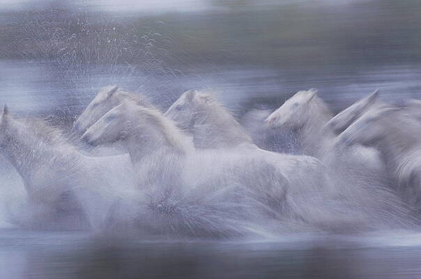 White Horses Galloping through Water Wall Art