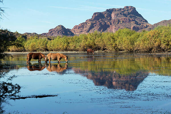 Day Wall Art featuring the digital art Wild Horses In A River by Kristel Richard