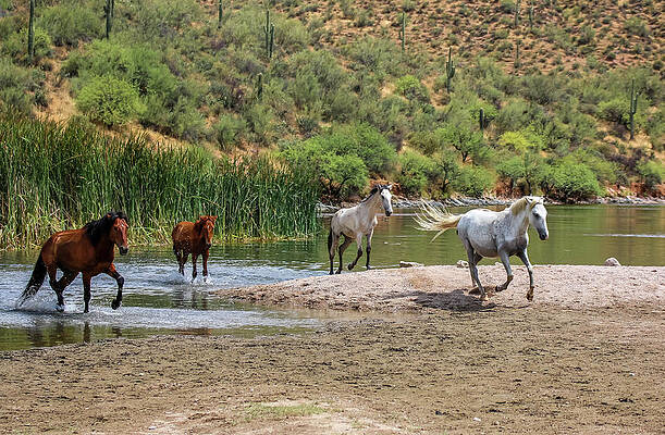 Desert Wall Art featuring the photograph Wild Horses Running 2, Saguaro Lake by Dawn Richards
