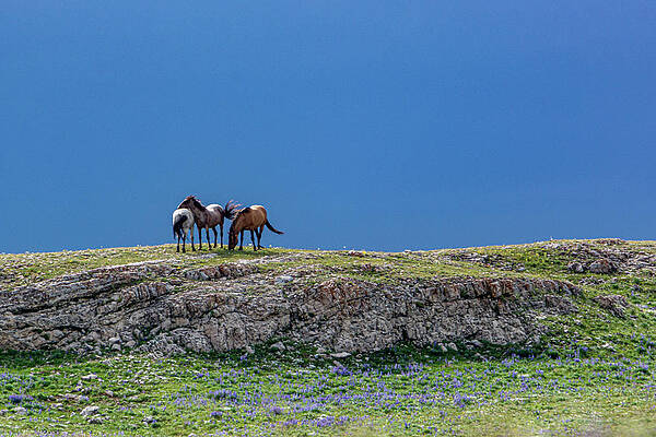 Wyoming Photograph - Wild Mountaintop Mustangs by Douglas Wielfaert