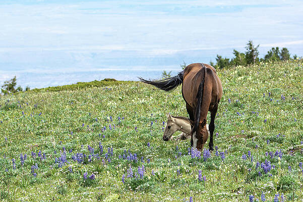 Wyoming Photograph - Wild Mustang And Foal On Pryor Mountain by Douglas Wielfaert