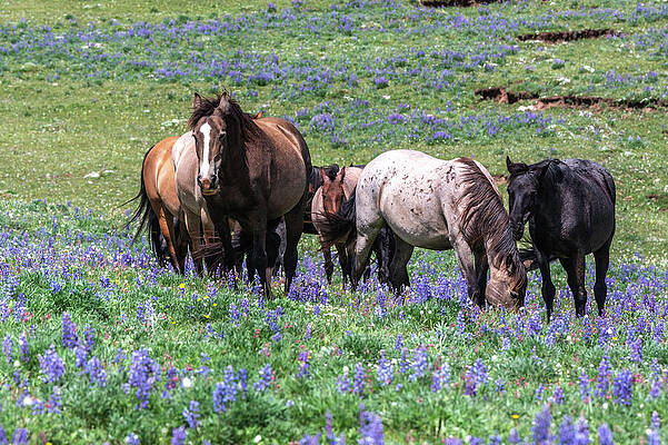 Wyoming Photograph - Wild Mustang Band by Douglas Wielfaert