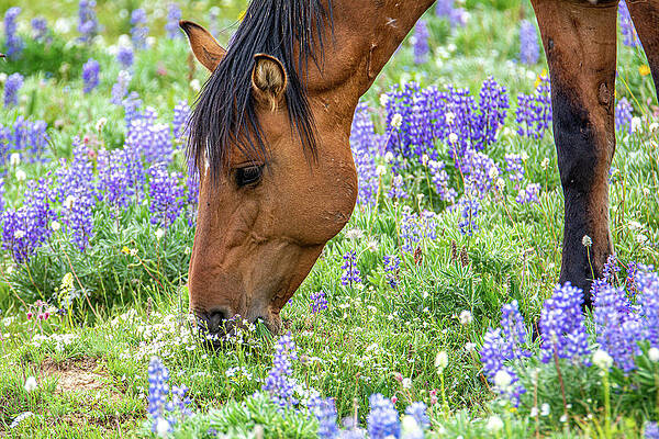 Wyoming Photograph - Wild Mustang Summer Pasture by Douglas Wielfaert