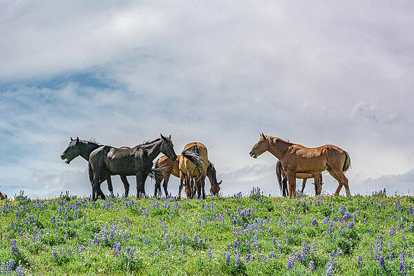 Wyoming Photograph - Wild Mustangs Against The Western Sky by Douglas Wielfaert