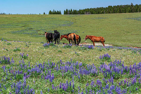Wyoming Photograph - Wild Mustangs Amidst Lupines by Douglas Wielfaert