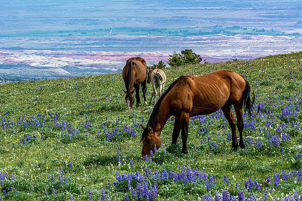 Wyoming Photograph - Wild Mustangs Over The Big Horn Valley by Douglas Wielfaert