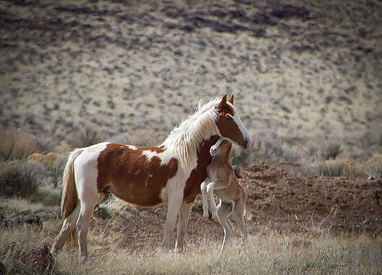 Wildlife Wall Art featuring the photograph Wild Mustang Paint Foal Being Playful With Mare by Waterdancer