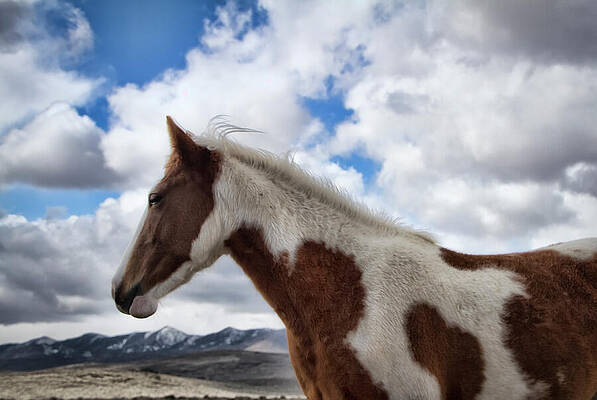 Horse Photograph - Wild Paint Horse Mare In The Wilderness by Waterdancer