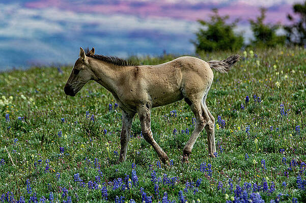 Wyoming Photograph - Wild Wonders Of The West by Douglas Wielfaert