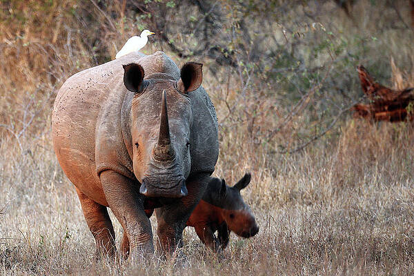 Wall Art featuring the photograph Wildlife In Kruger National Park by Dan Kitwood