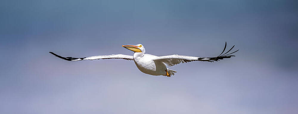 Beautiful Wall Art featuring the photograph Wind Beneath Wings by James Overesch