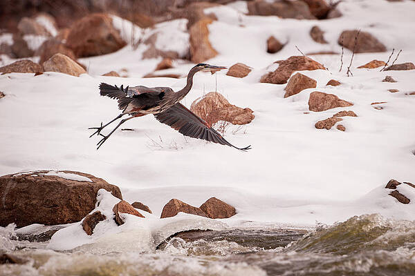 Wall Art featuring the photograph Winter Blue by Jeff Phillippi