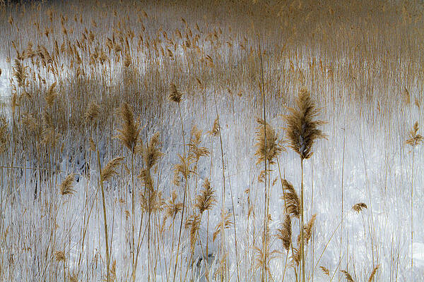 Winter Photograph - Winter Marsh I by Steven David Roberts