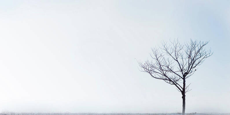 Wall Art featuring the photograph Winter Tree. Arbol De Invierno by By Ana Gassent