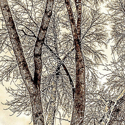 Winter Photograph - Winter Trees by William Norton