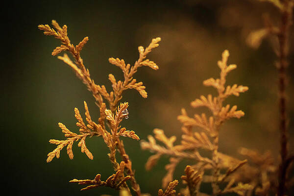 Natural Photograph - Winter's Hedges by Jason Fink