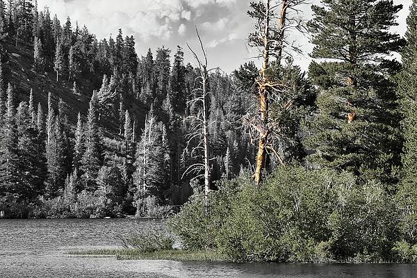 Wall Art featuring the photograph Wooded Inlet Of Mammoth by American Landscapes