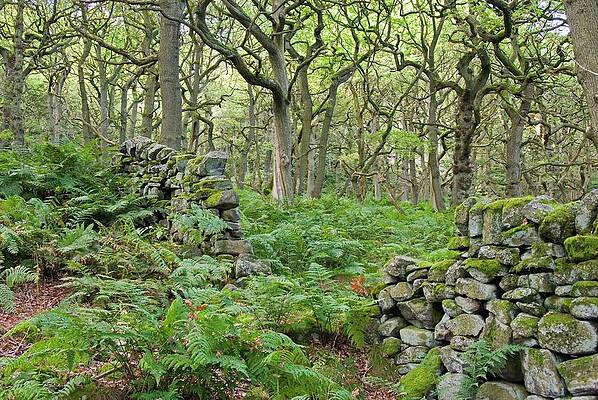 British Wall Art featuring the digital art Woods With Ferns & Stone Walls by Deborah Waters