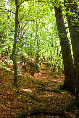 Nature Photograph - Woody Steps by Mark Callanan