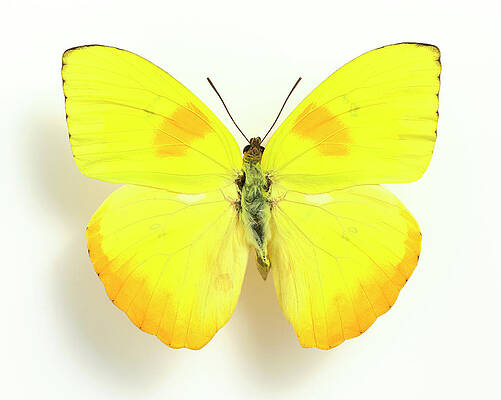 Bright Yellow Butterfly on White Wall Art