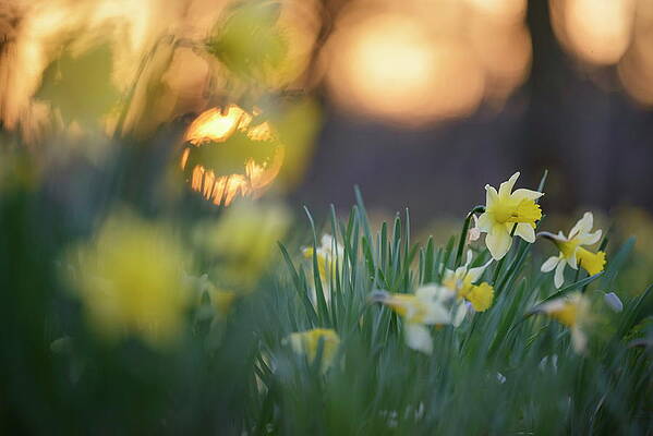 Yellow Wall Art featuring the digital art Yellow Daffodils, Wallonia, Belgium by Andreas Keil