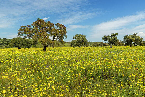 Yellow Wall Art featuring the digital art Yellow Daisies On Cork Oak Quercus Suber by Cornelia Dorr