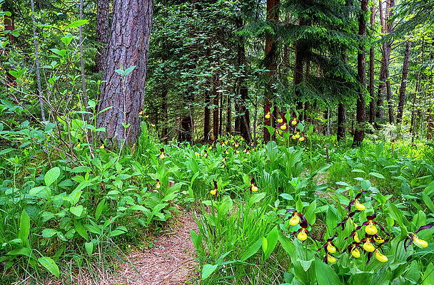 Yellow Wall Art featuring the digital art Yellow Ladys Slipper Orchid Cypripedium by Hans-peter Huber