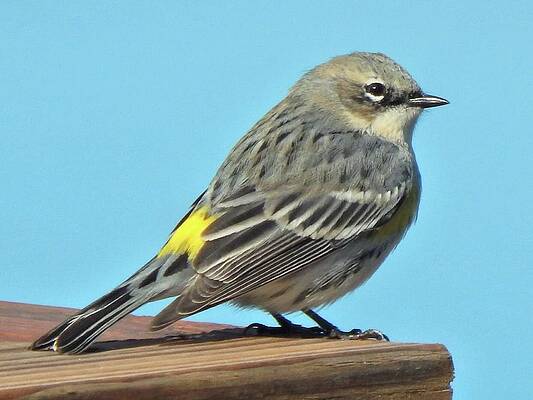 Wall Art featuring the photograph Yellow-rumped Warbler Perfect Pose by Karen Stansberry