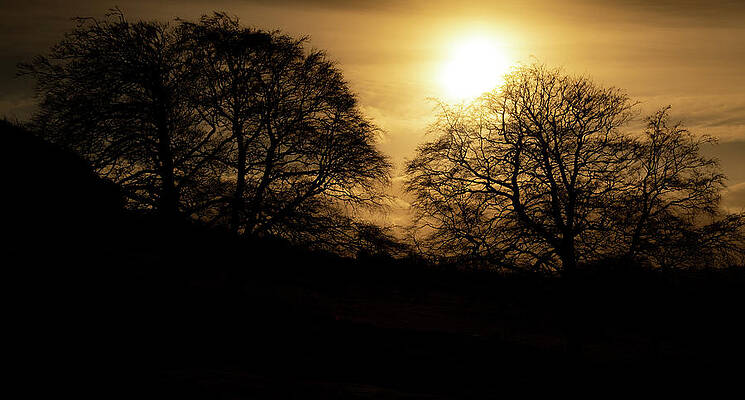 Sky Photograph - Yellow Sun Over Dark Trees by Scott Lyons