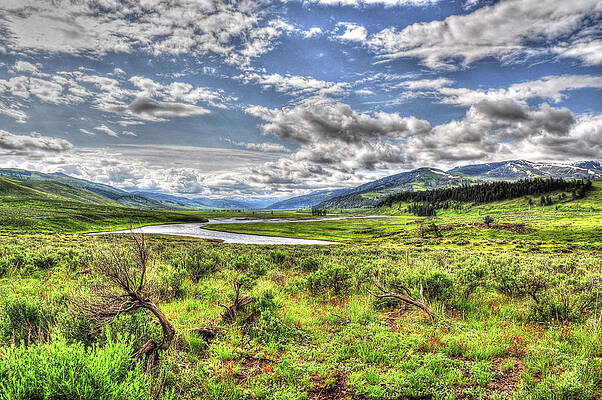 Photograph - Windswept Yellowstone by Randall Dill