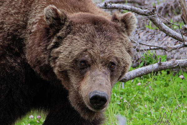 Wyoming Photograph - Yellowstone Grizzly by Douglas Wielfaert