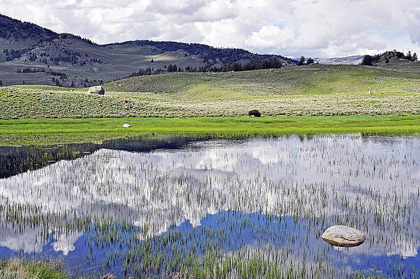 Wyoming Wall Art featuring the photograph Mirrors Of Yellowstone by Randall Dill